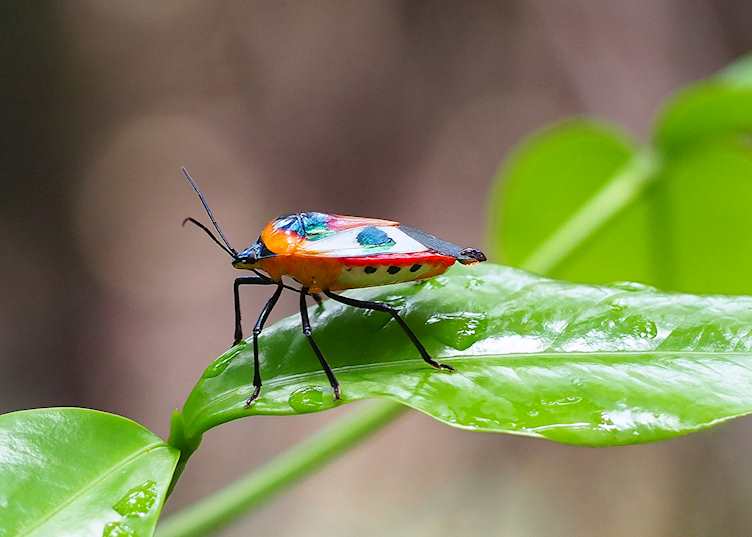 Australia harlequin bug in Daintree National Park, Queensland