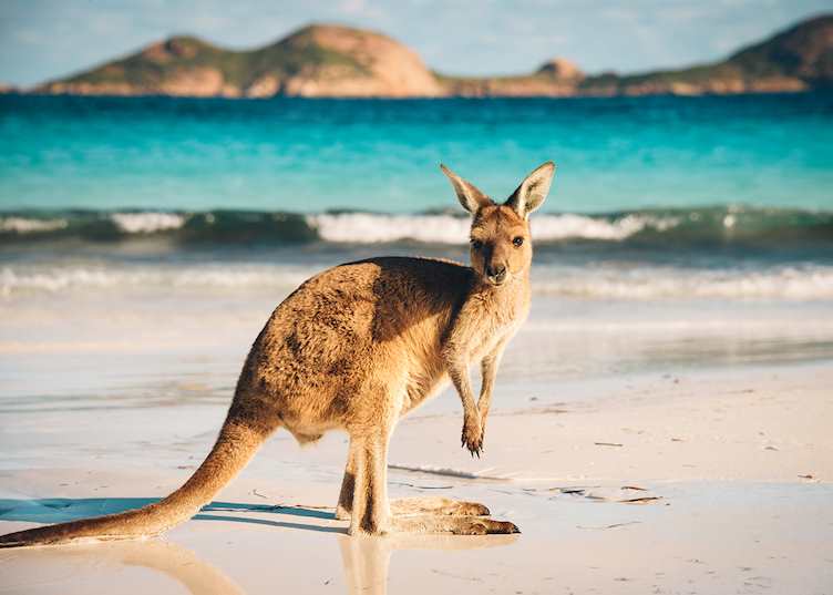 Kangaroo at Lucky Bay in the Cape Le Grand National Park, Western Australia