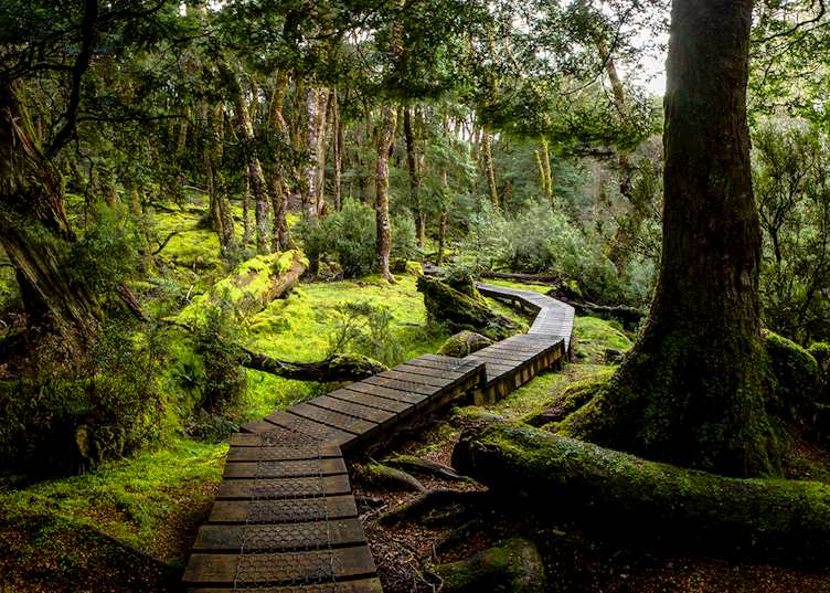 Boardwalk to Knyvet Falls in Cradle Mountain National Park, Tasmania