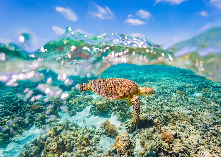 Green sea turtle on the Great Barrier Reef, Queensland