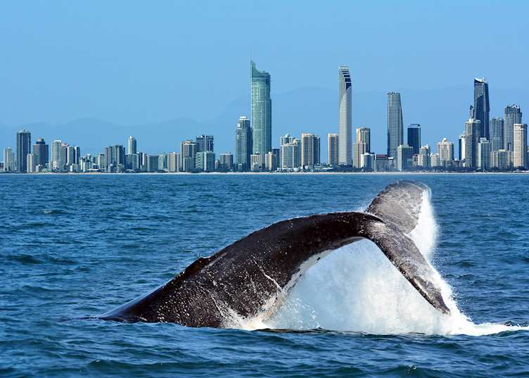 Humpback whale against the skyline off the Gold Coast, Queensland