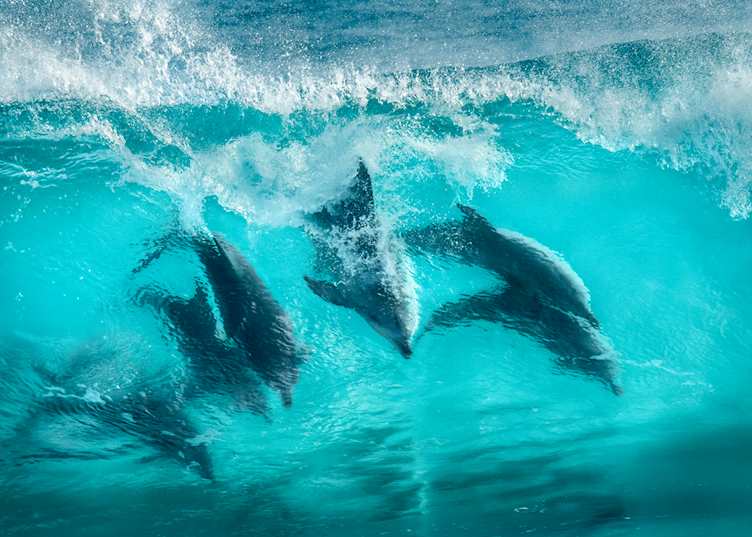 Bottlenose dolphins surfing in waves at Sugarloaf Rocks, Western Australia