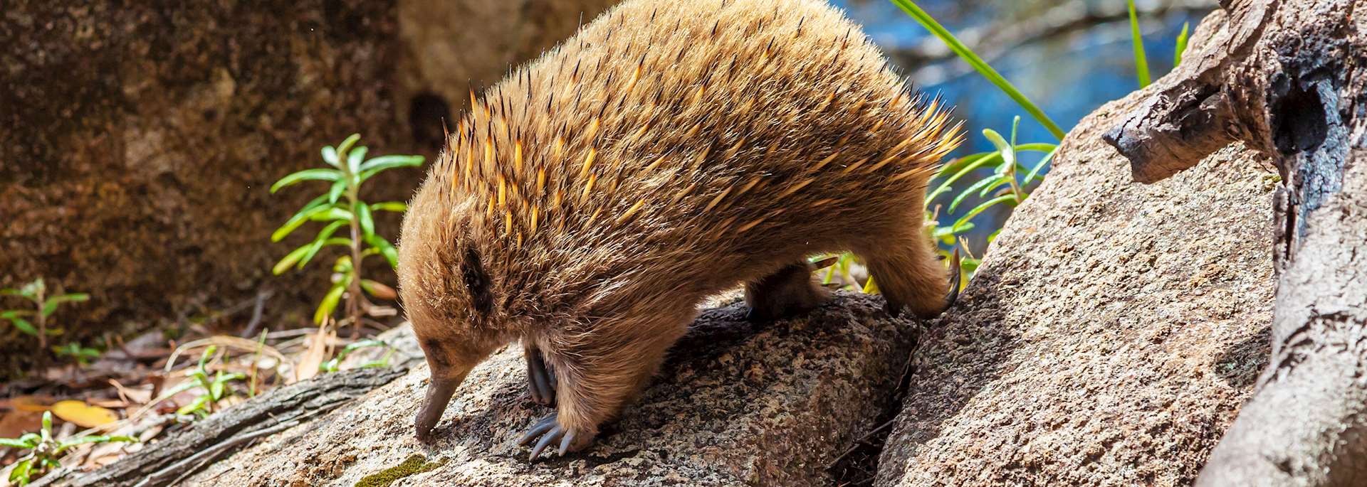 Echidna in Tasmania