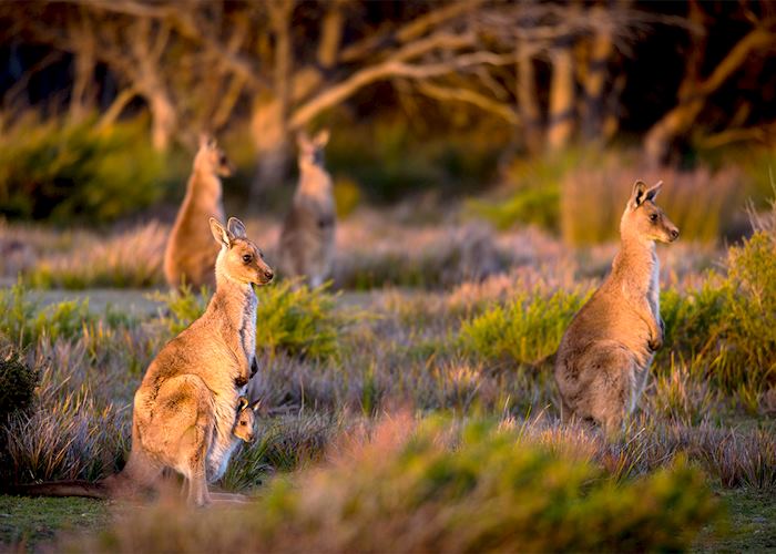Wukalina Walk, Tasmania — © Rob Burnett