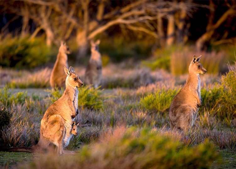 Wukalina Walk, Tasmania — © Rob Burnett
