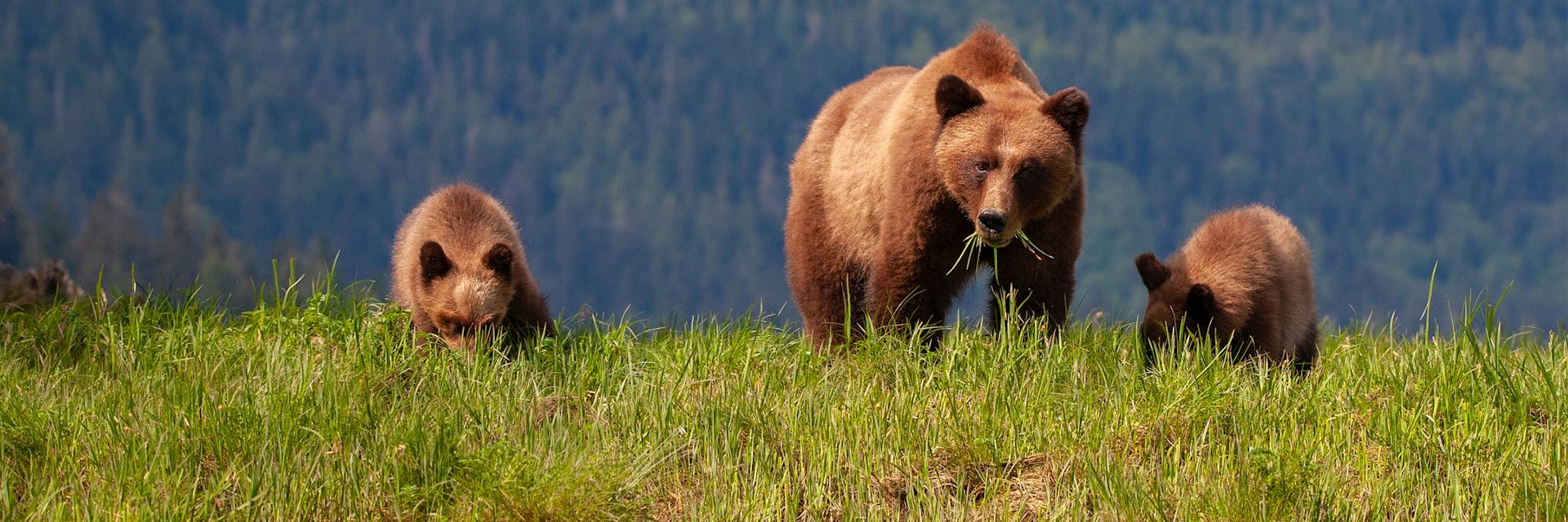 Grizzly bear and her cubs, British Columbia