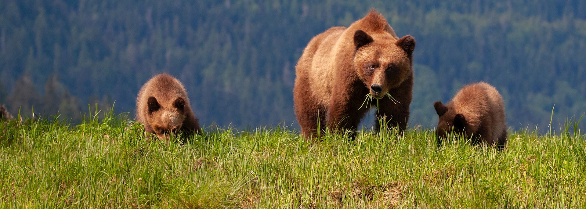 Grizzly bear and her cubs, British Columbia
