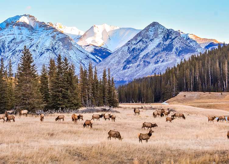 Deer in Alberta, Canada — © Robin Matanovich
