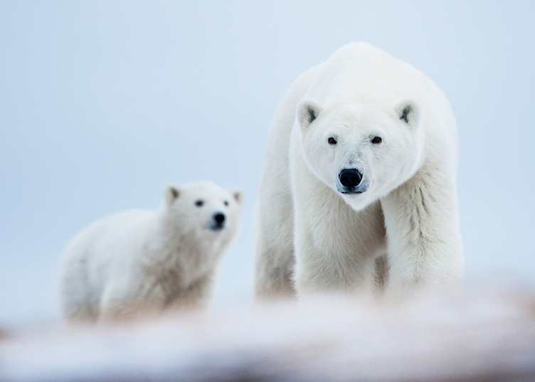 Polar bear migration in Hudson Bay, Canada