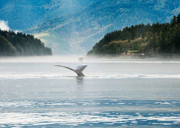 Whale off Sonora Island, Canada — © Brian Caissie