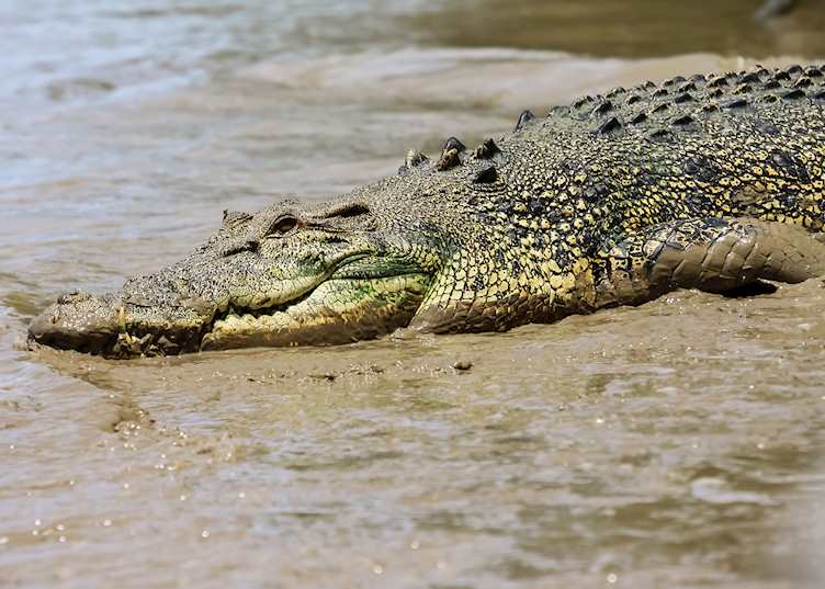 Saltwater crocodile