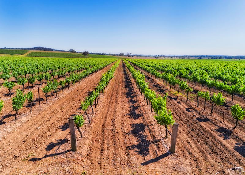 Vineyards in the Hunter Valley