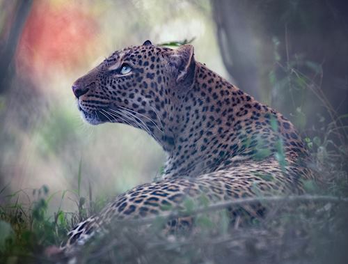 'Sunrise Appreciation' by John Gauvin