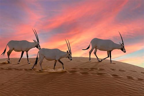 'Homeward bound' by John Leigh