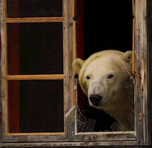 Waiting, Svalbard, Norway, by Daniel Hannabuss
