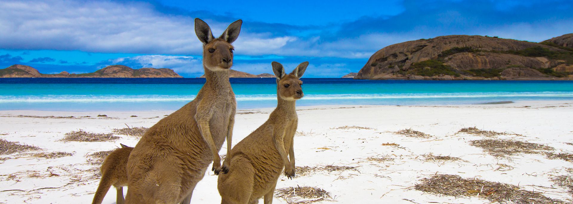 Kangaroos on Luck Bay, Esperance, Western Australia
