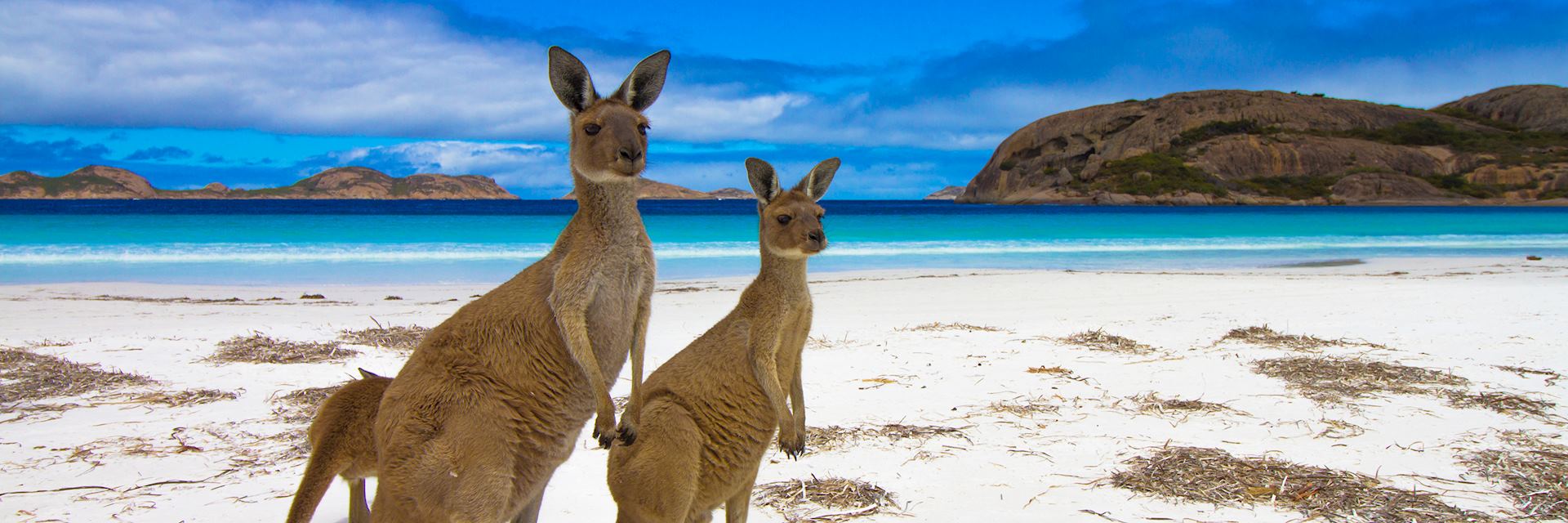 Kangaroos on Luck Bay, Esperance, Western Australia