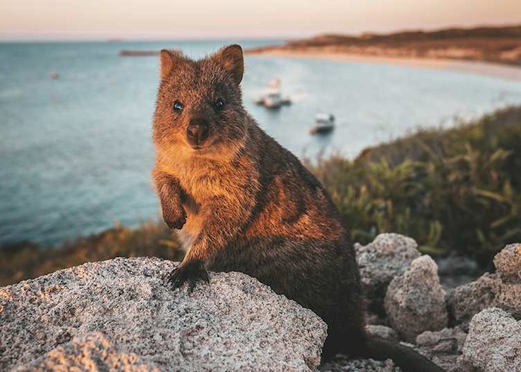 Quokka, Rottnest Island, Western Australia — © Tourism Western Australia