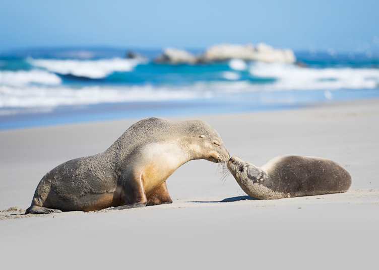 Seal Bay, Kangaroo Island, South Australia — © South Australian Tourism Commission