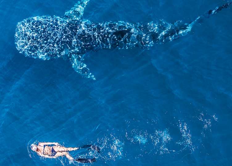 Whale shark, Ningaloo Marine Park, Western Australia  — © Tourism Western Australia