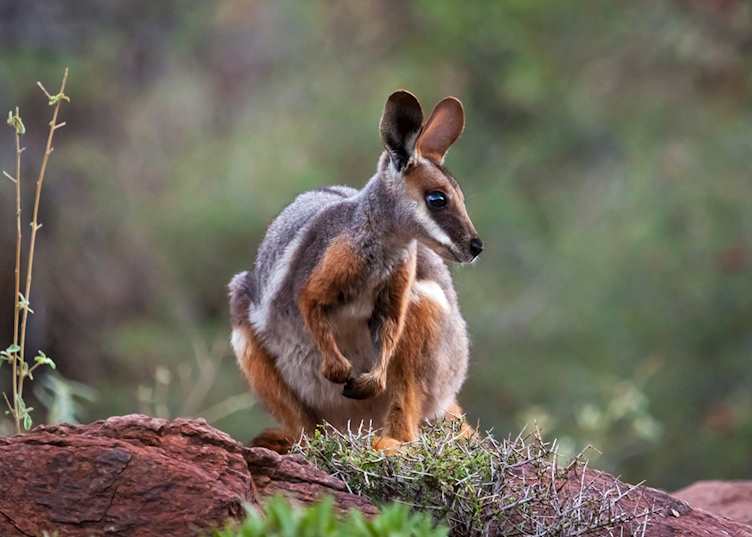  Yellow-footed rock wallaby, Arkaroola, South Australia — © South Australian Tourism Commission