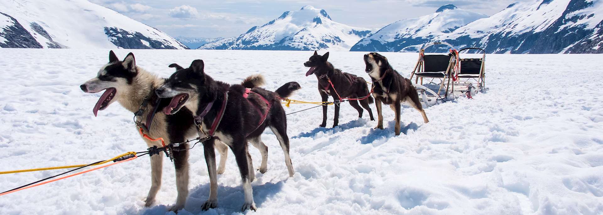 Dog sledding excursion