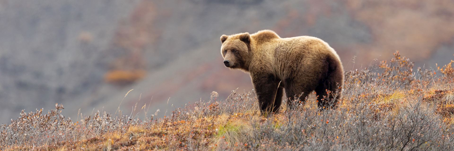 Grizzly bear, Denali National Park