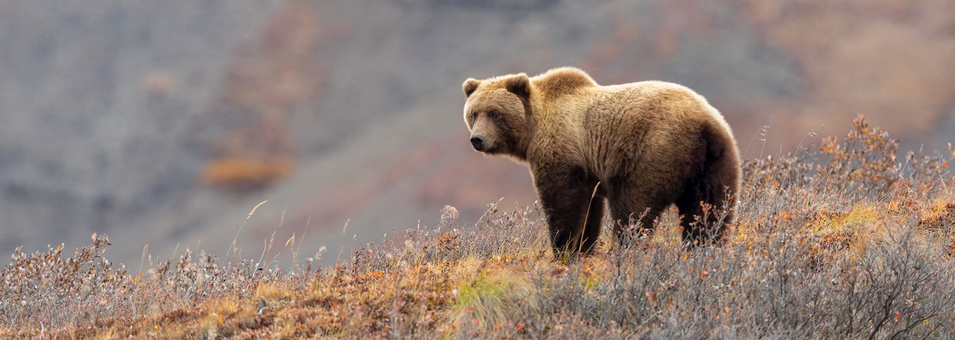 Grizzly bear, Denali National Park