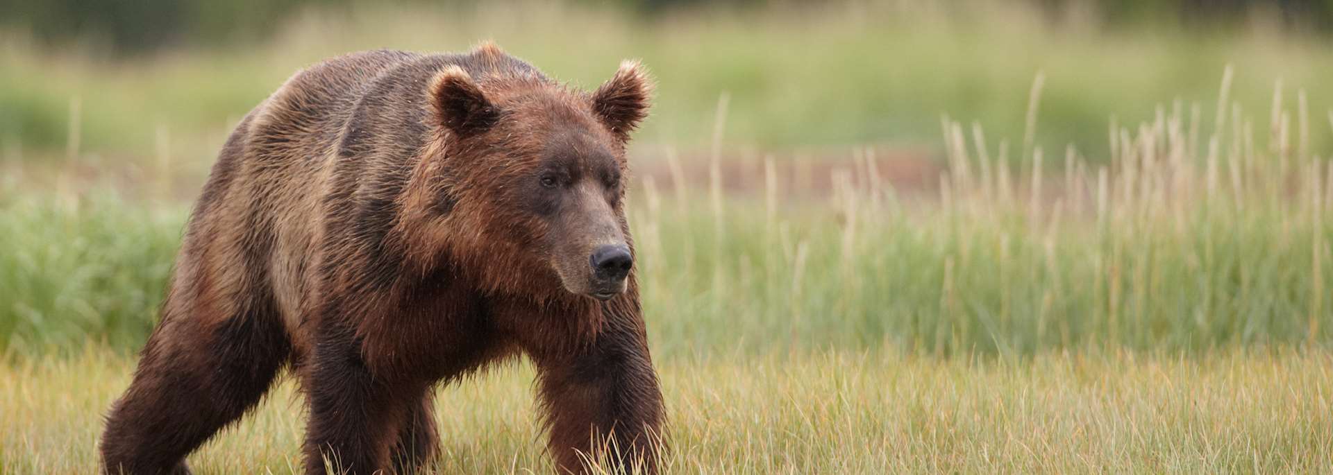 Brown bear, Hallo Bay