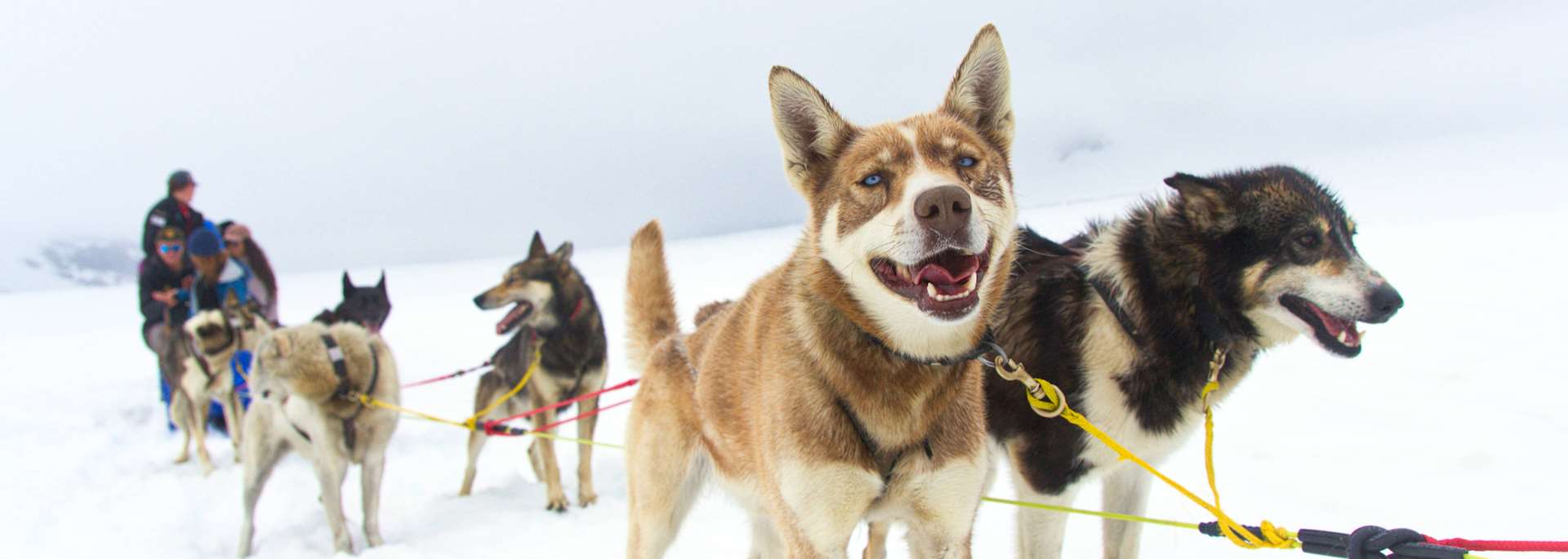 Dog sledding on Mendenhall Glacier