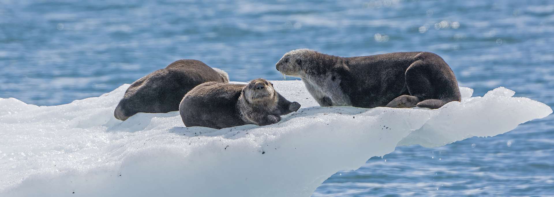 Sea otters on Columbia Glacier