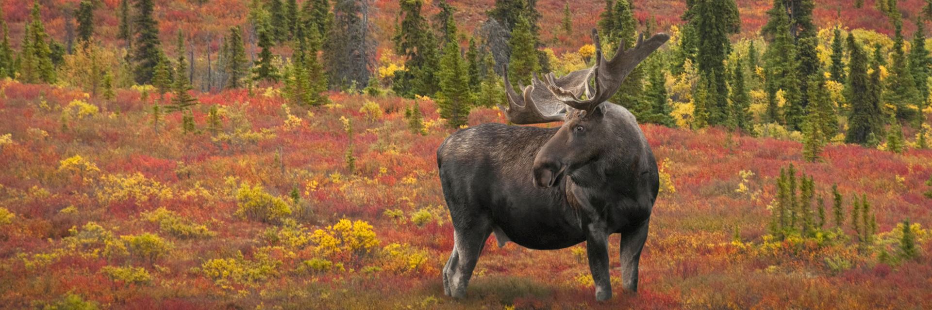 Alaska bull moose, Denali National Park