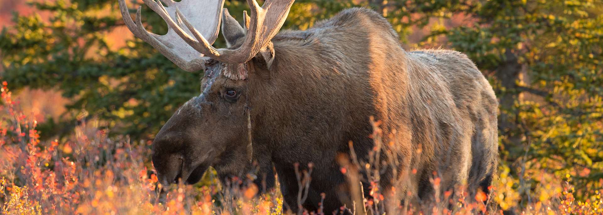 Alaska bull moose, Denali National Park