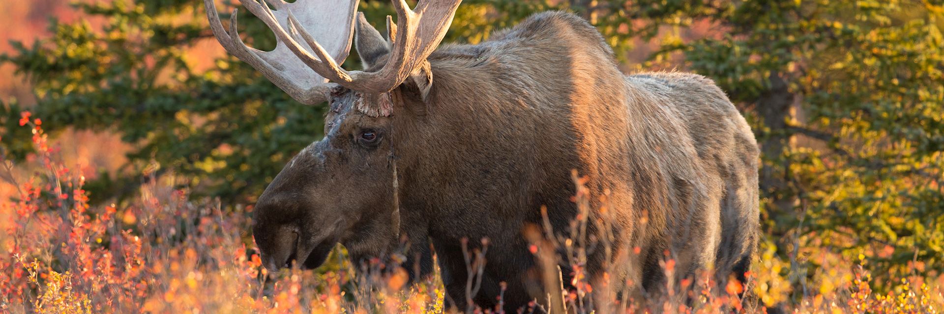 Alaska bull moose, Denali National Park