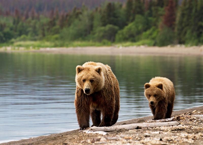Brown bear and cub, Alaskan coastline