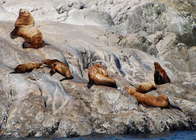 Steller sea lions, Juneau