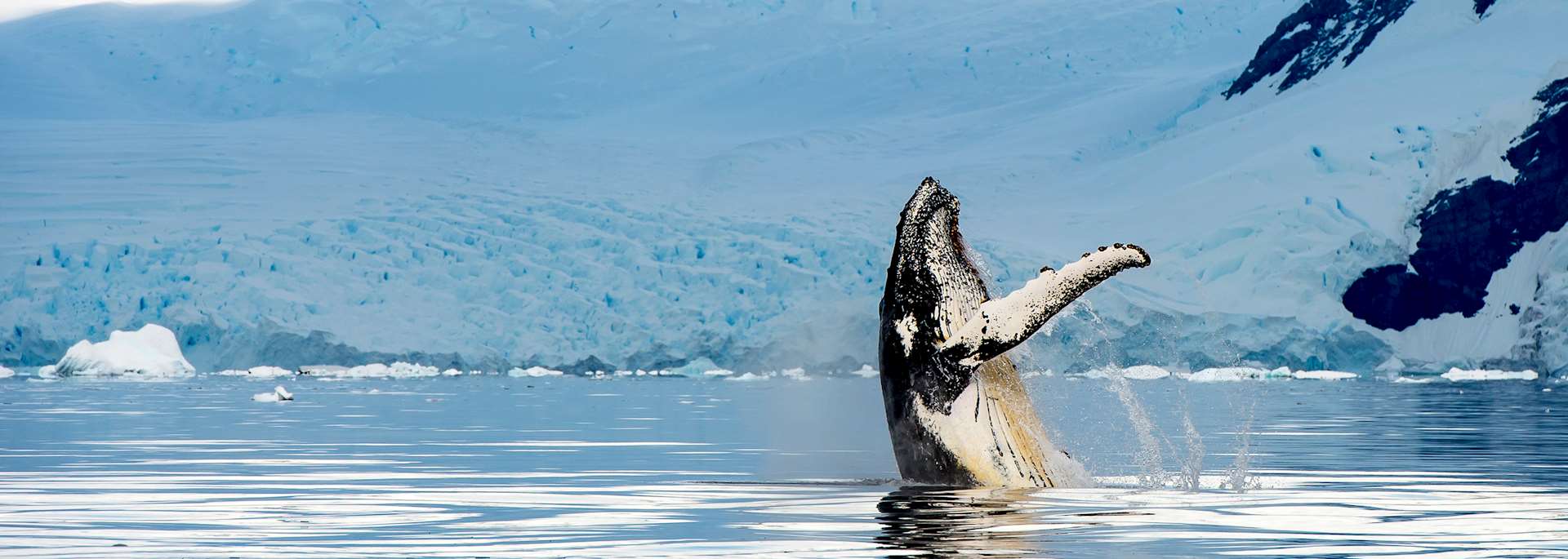 Humpback whale, Alaska