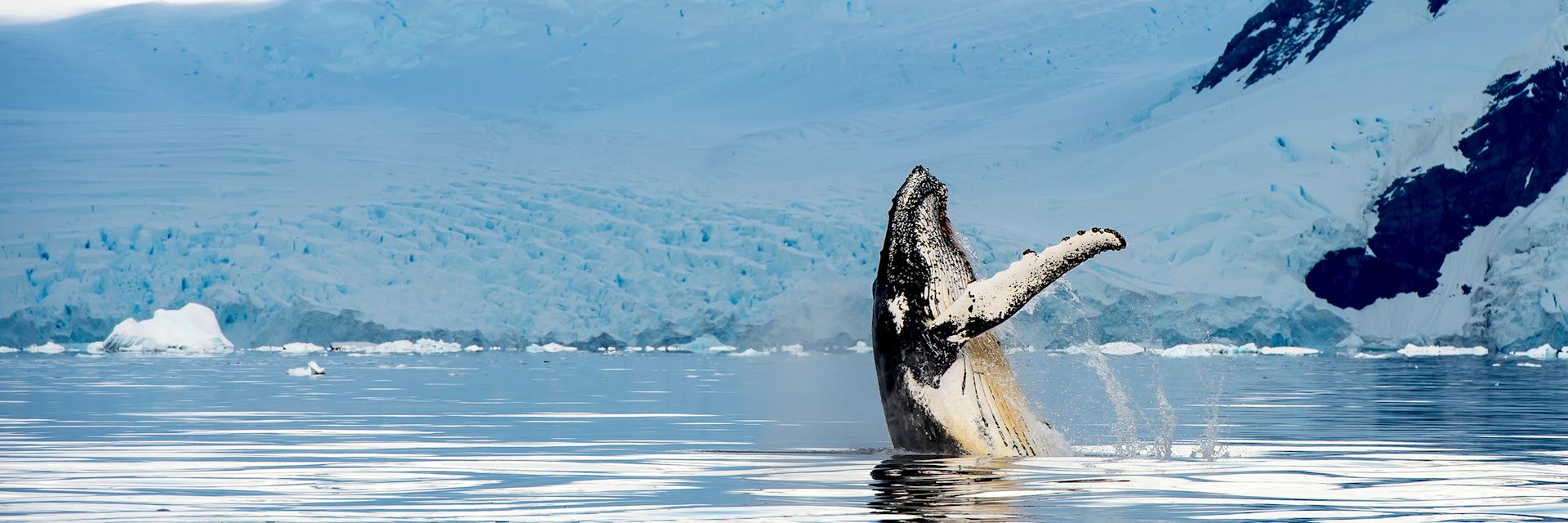 Humpback whale, Alaska