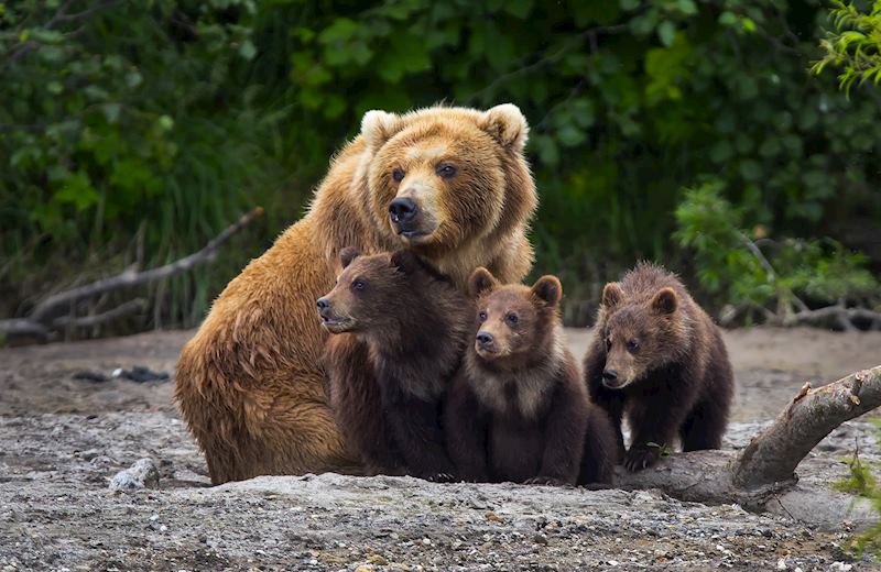 Grizzly (brown) bear and cubs, Katmai National Park