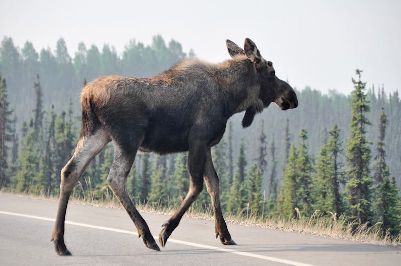 Moose, Chugach State Park