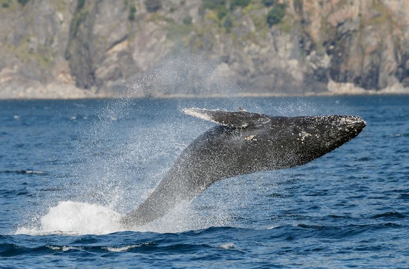 Humpback whale, Kenai Fjords National Park