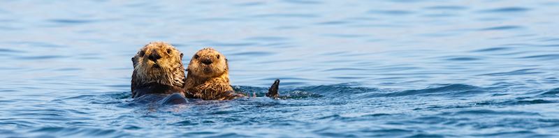 Sea otters, Kachemak Bay