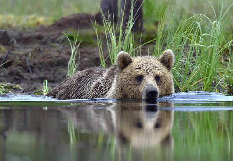 Brown bear, Kenai Fjords National Park