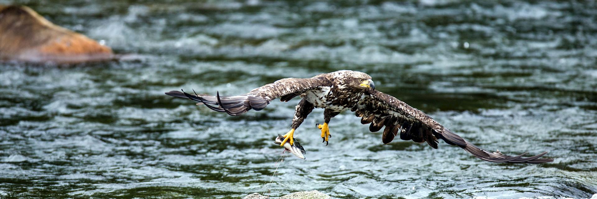 Eagle with a fish, Alaska