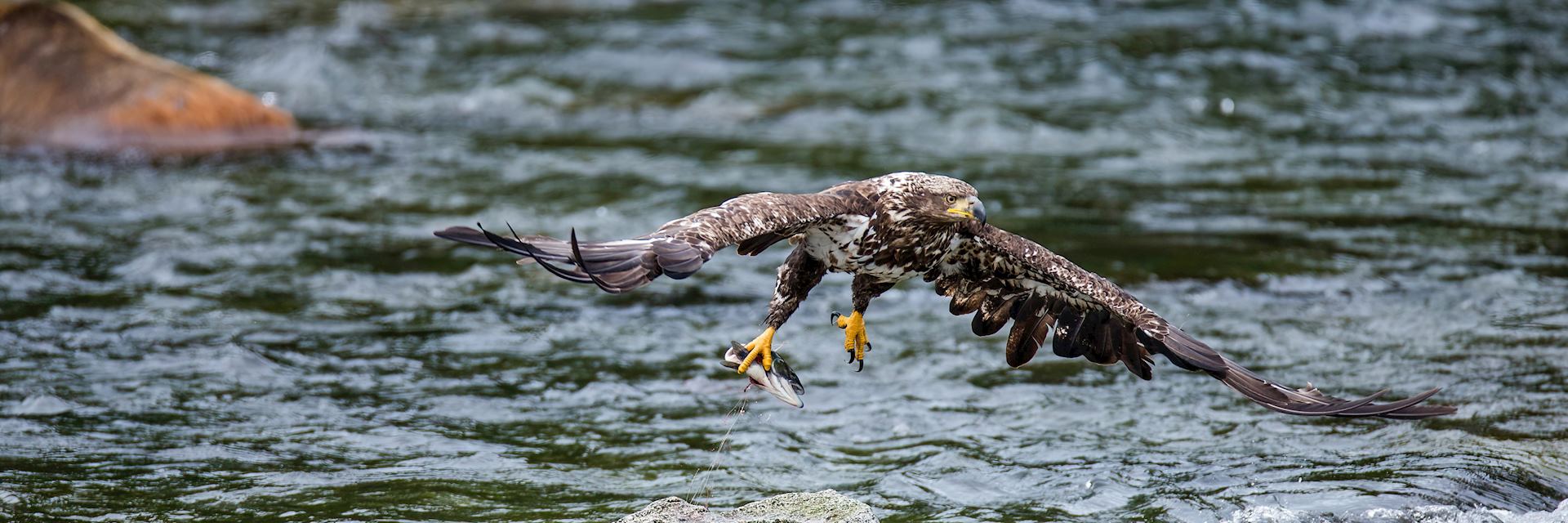 Eagle in Katmai National Park