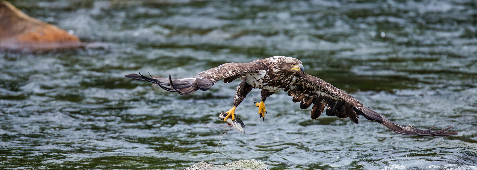 Eagle in Katmai National Park