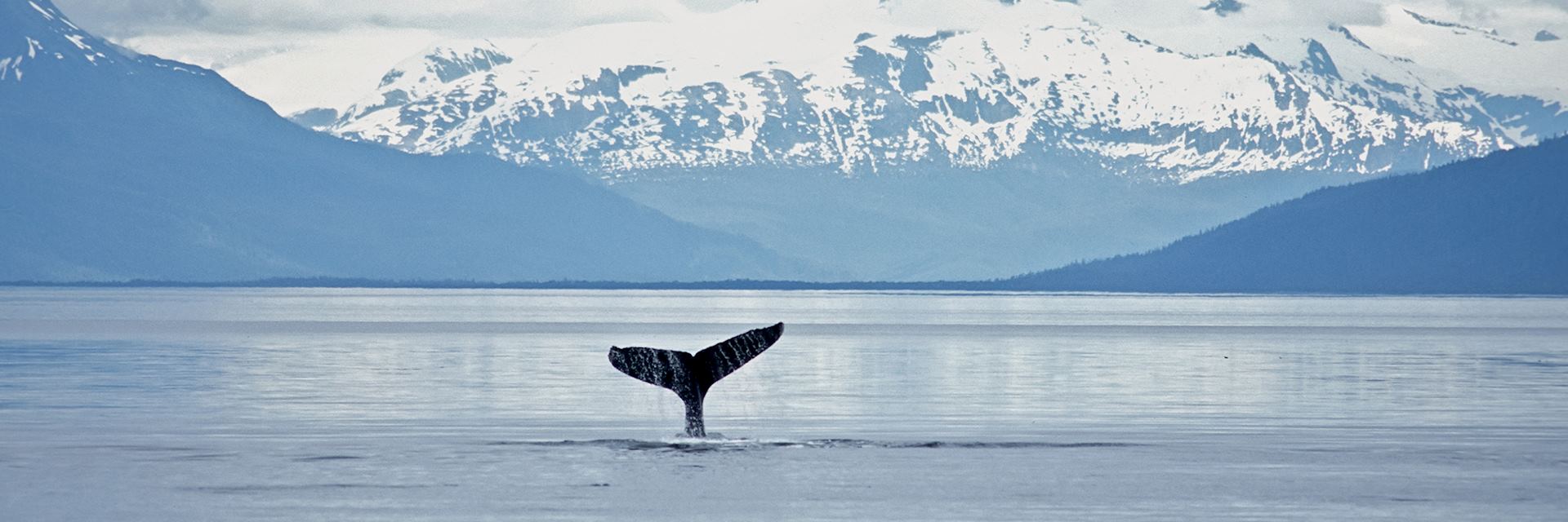 Whale, Alaska