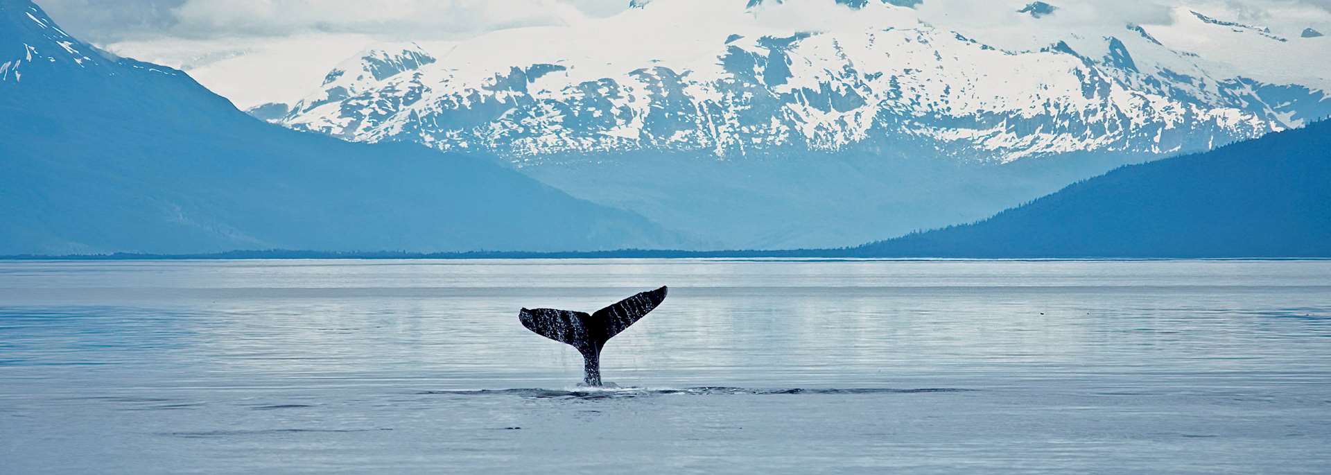 Humpback whale, Alaska