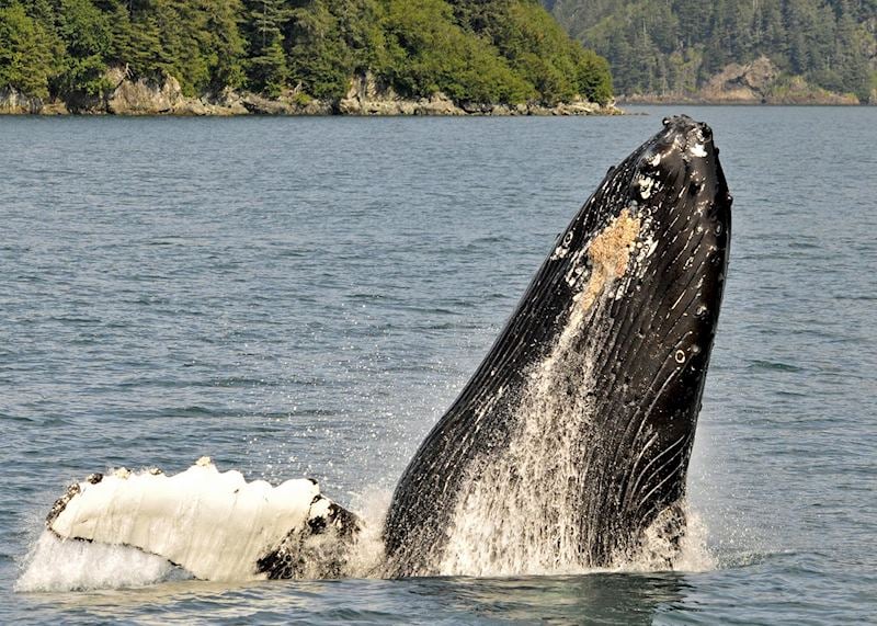 Humpback whale, Kenai Fjords National Park