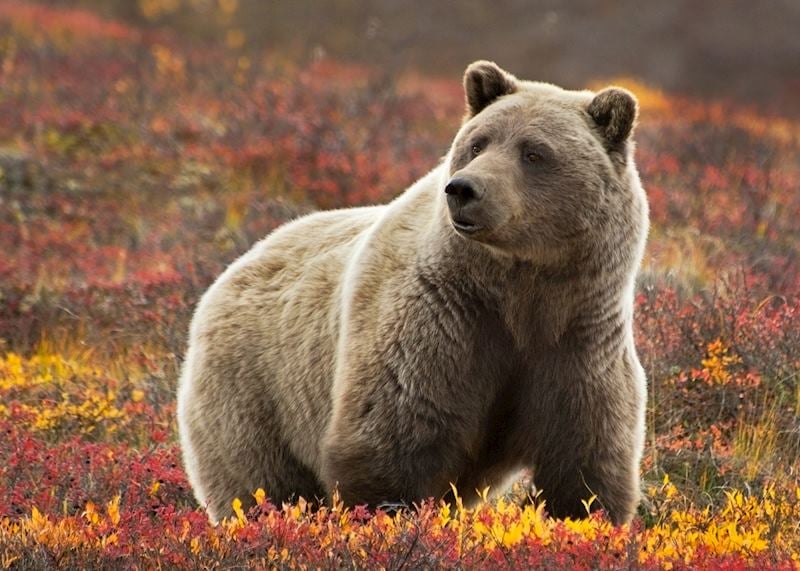 Grizzly bear, Denali National Park